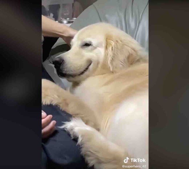 ゴールデンレトリーバー,動画