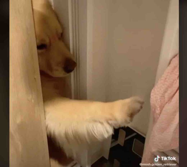 ゴールデンレトリーバー,動画