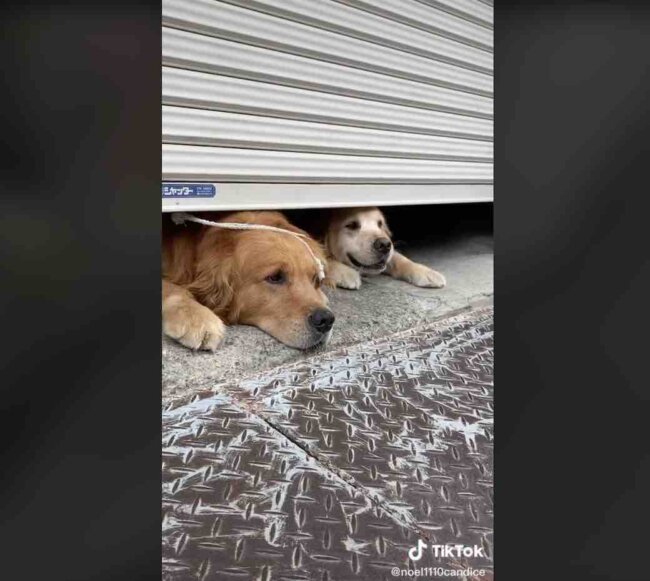 ゴールデンレトリーバー,動画