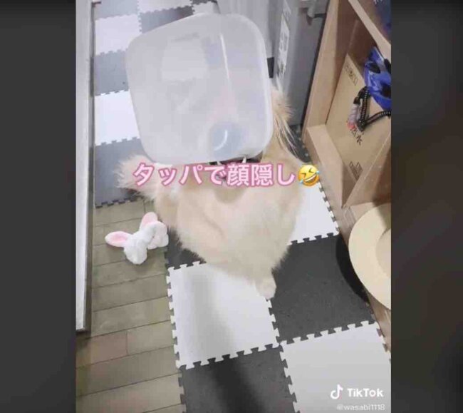 ゴールデンレトリーバー,動画