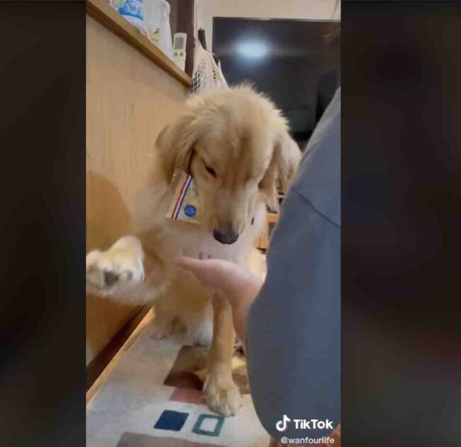 ゴールデンレトリーバー,動画