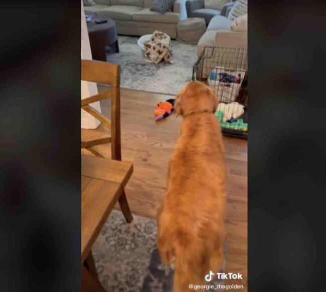 ゴールデンレトリーバー,動画