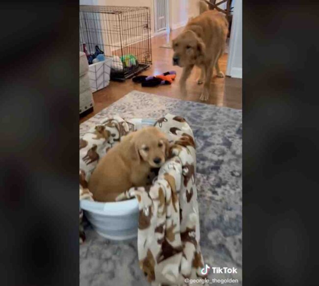 ゴールデンレトリーバー,動画