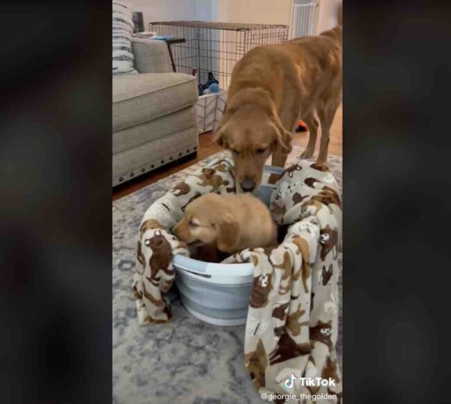 ゴールデンレトリーバー,動画