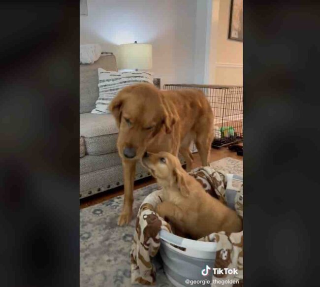 ゴールデンレトリーバー,動画