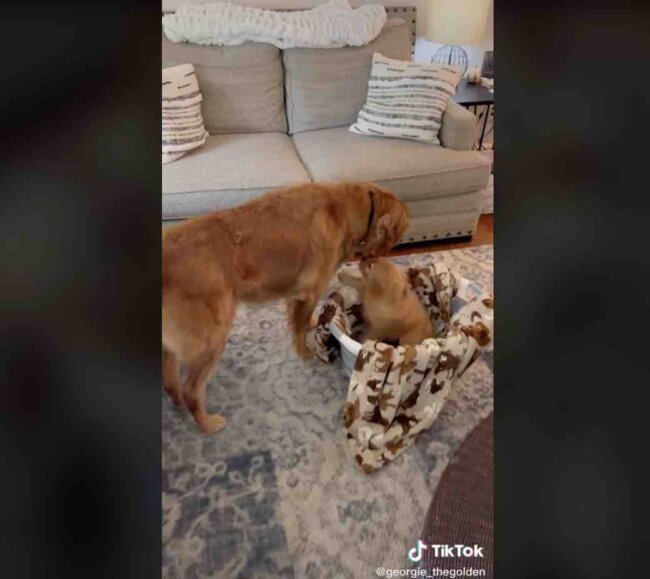 ゴールデンレトリーバー,動画