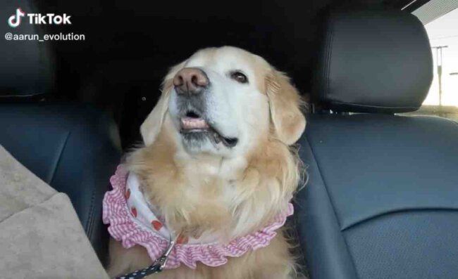 ゴールデンレトリーバー,動画