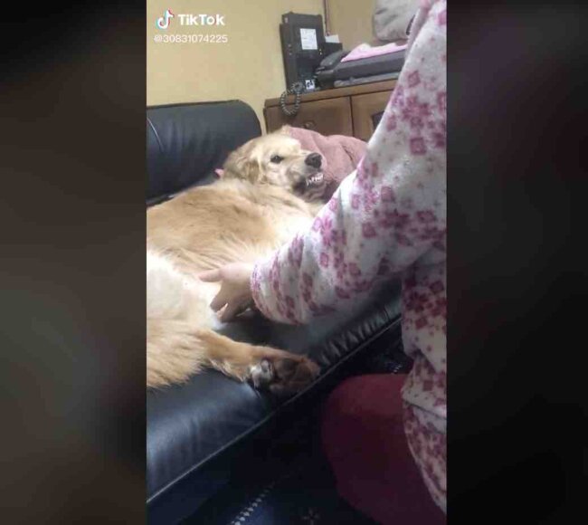 ゴールデンレトリーバー,動画