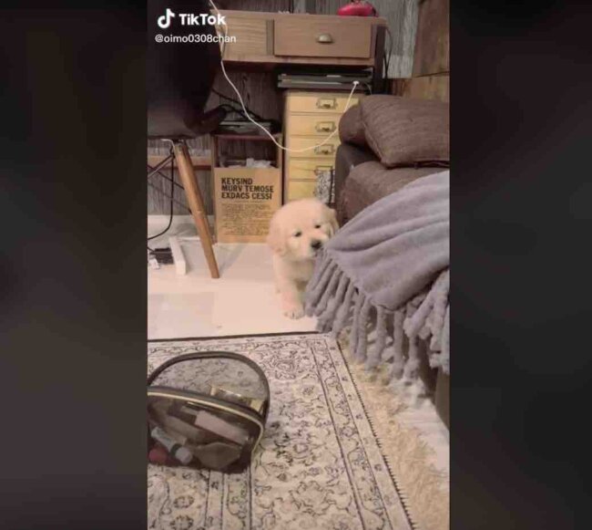 ゴールデンレトリーバー,動画