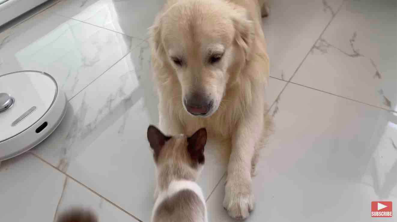 ゴールデンレトリーバー,動画