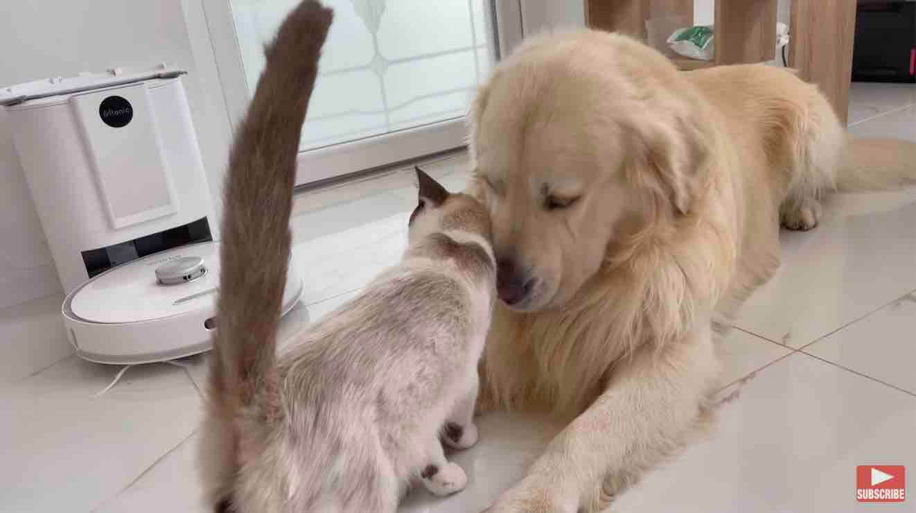 ゴールデンレトリーバー,動画