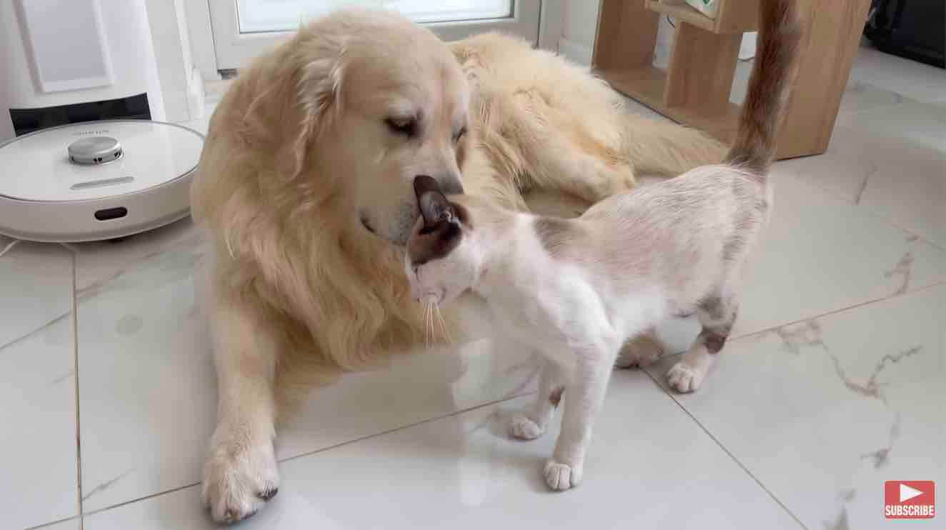 ゴールデンレトリーバー,動画