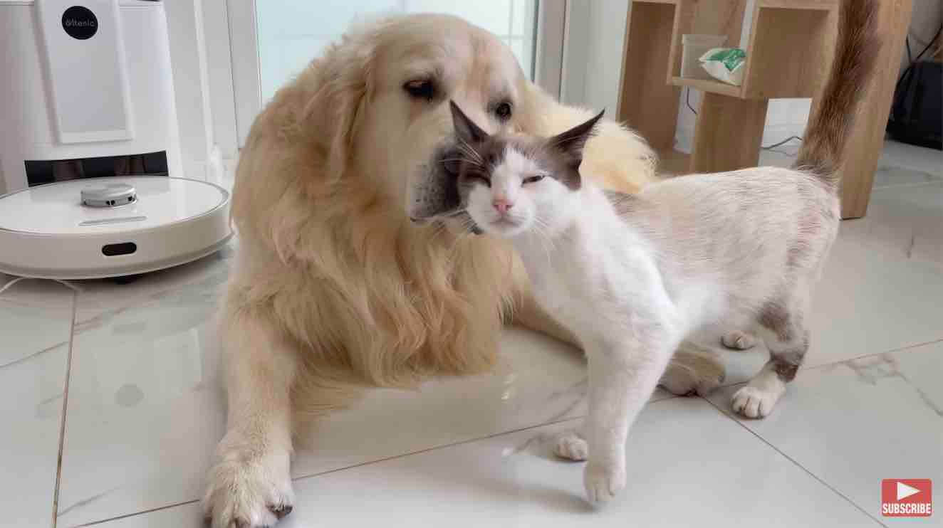 ゴールデンレトリーバー,動画