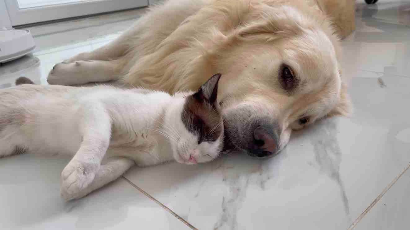 ゴールデンレトリーバー,動画