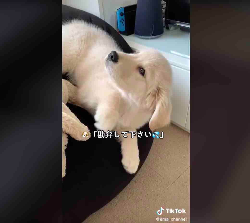 ゴールデンレトリーバー,動画