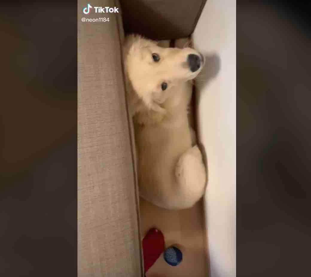 ゴールデンレトリーバー,動画