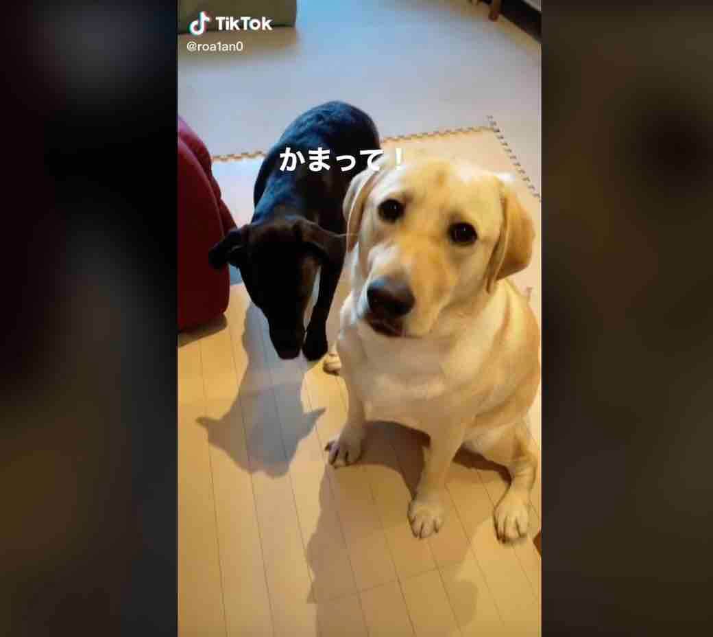 ラブラドールレトリーバー,動画