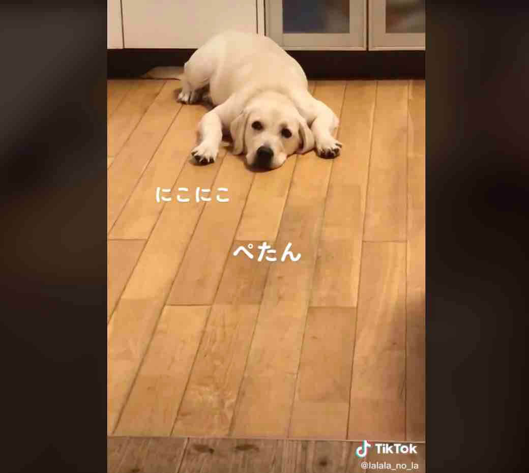 ラブラドールレトリーバー,動画