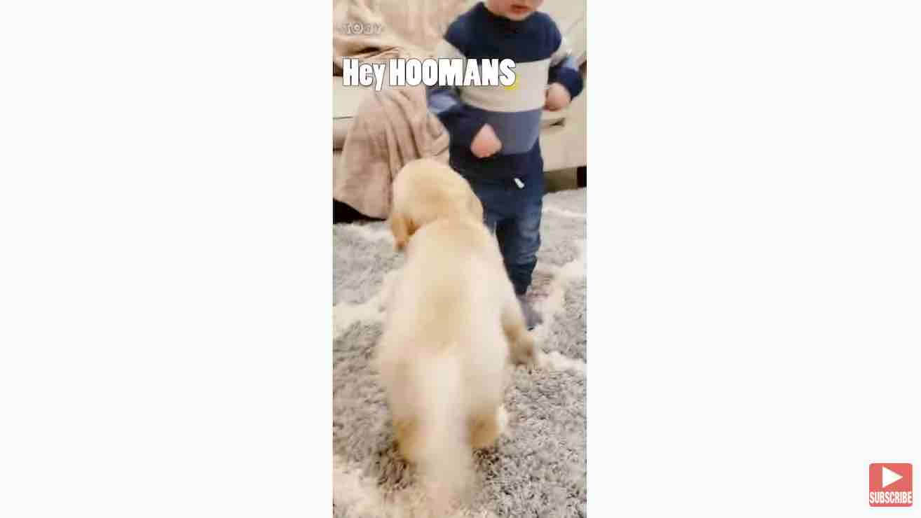 ゴールデンレトリーバー,動画