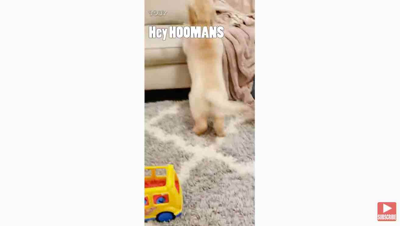 ゴールデンレトリーバー,動画