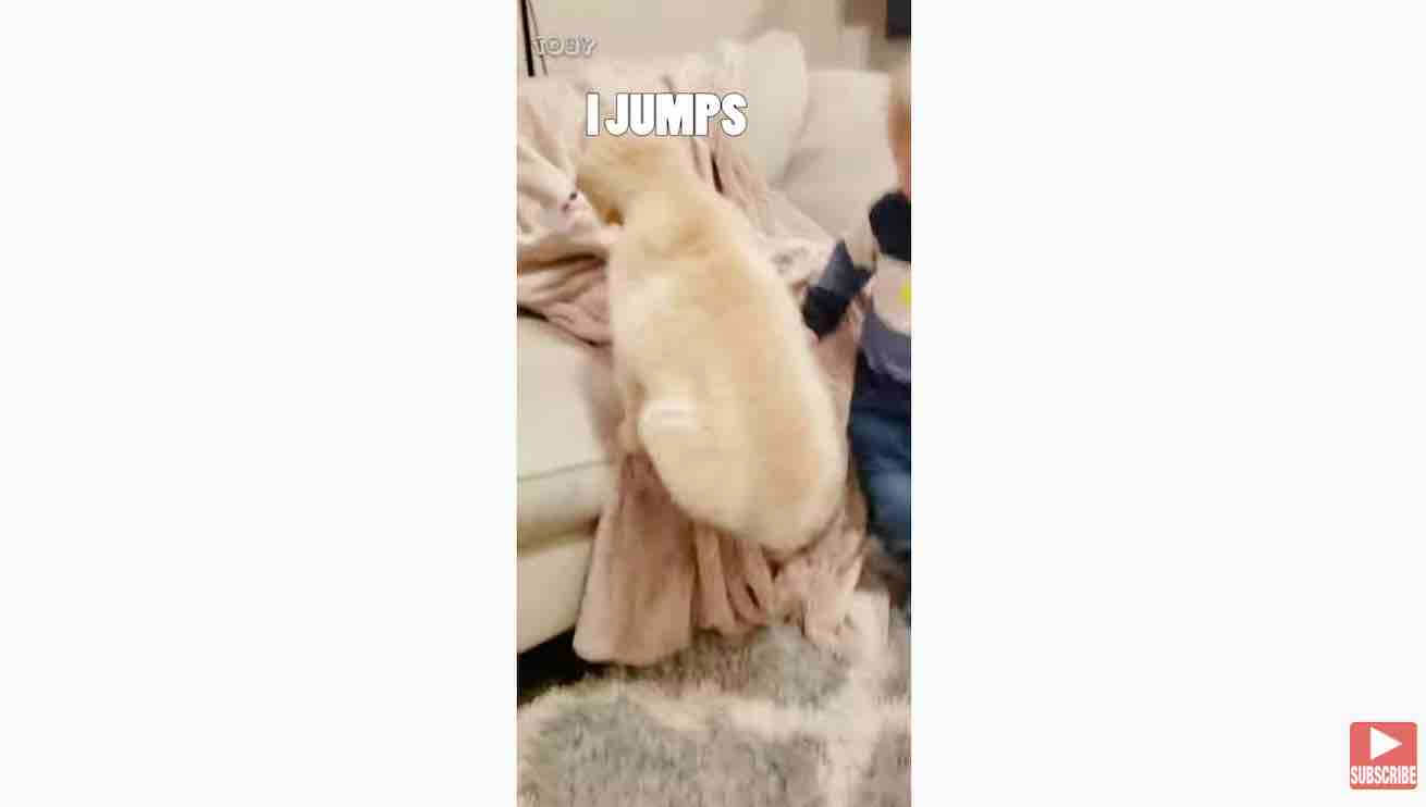 ゴールデンレトリーバー,動画