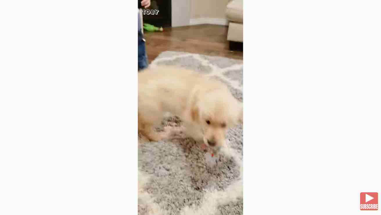 ゴールデンレトリーバー,動画