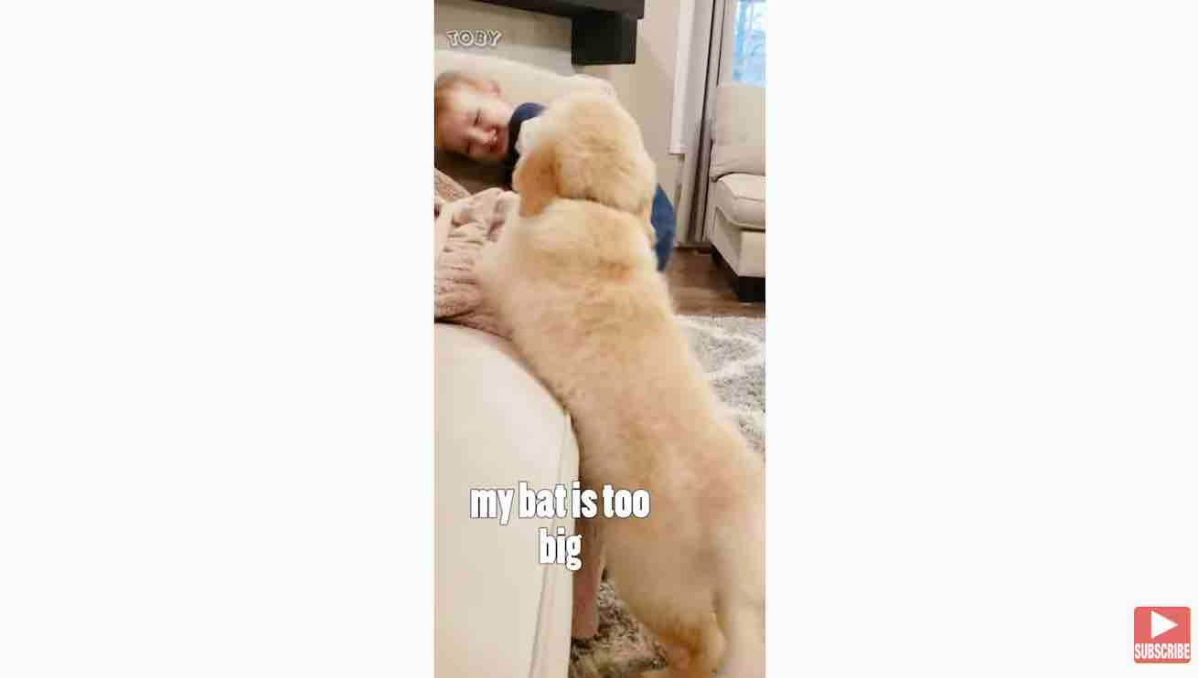 ゴールデンレトリーバー,動画