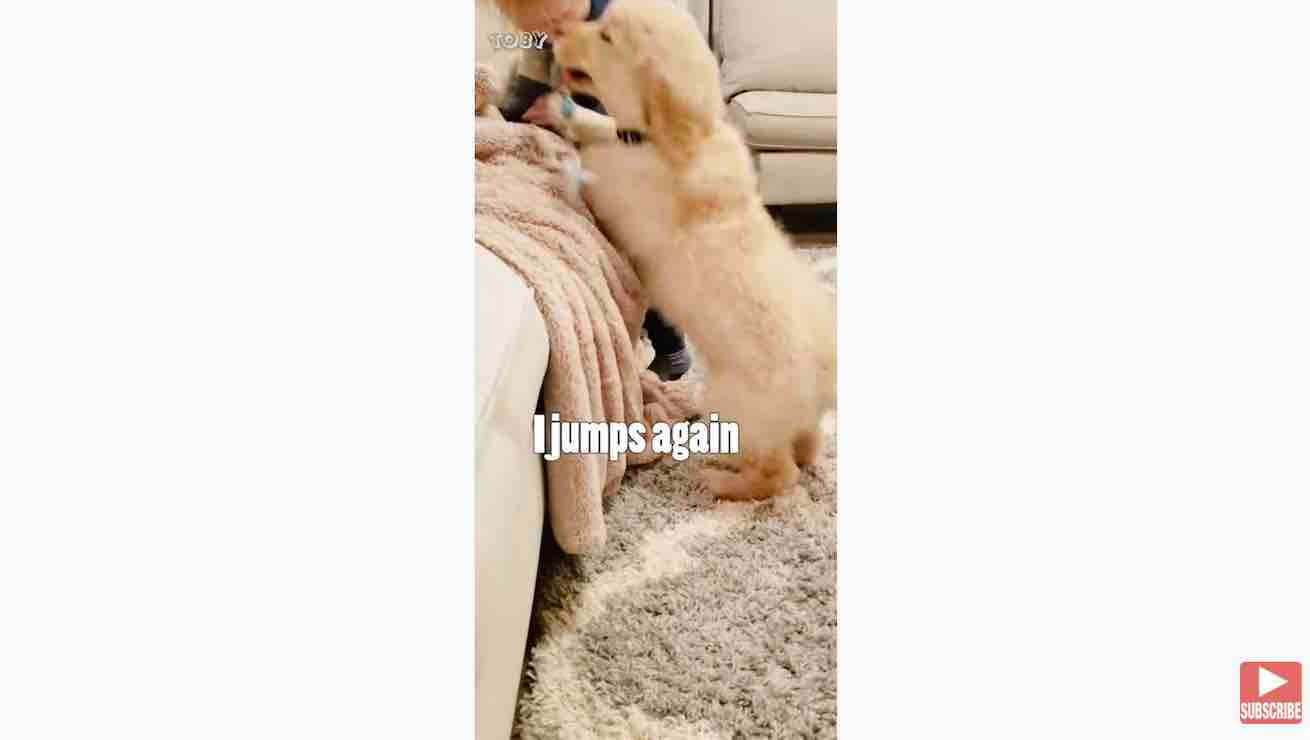 ゴールデンレトリーバー,動画