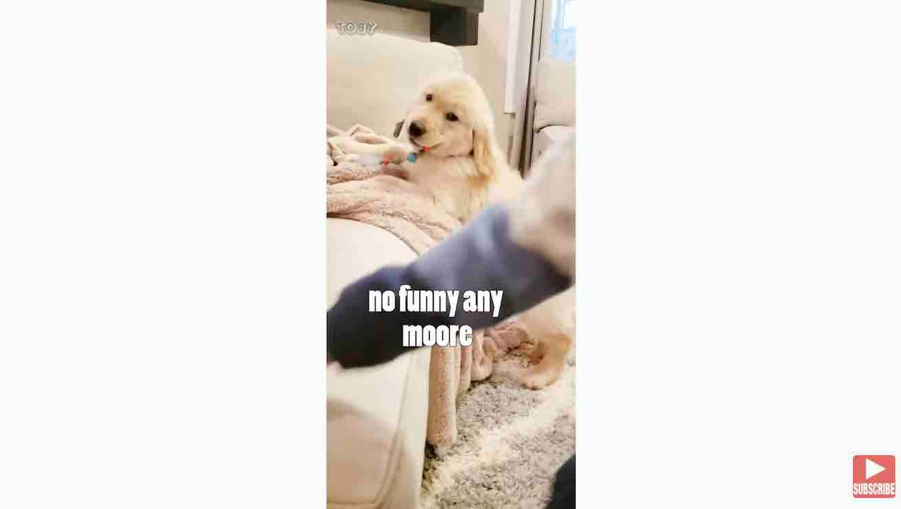 ゴールデンレトリーバー,動画