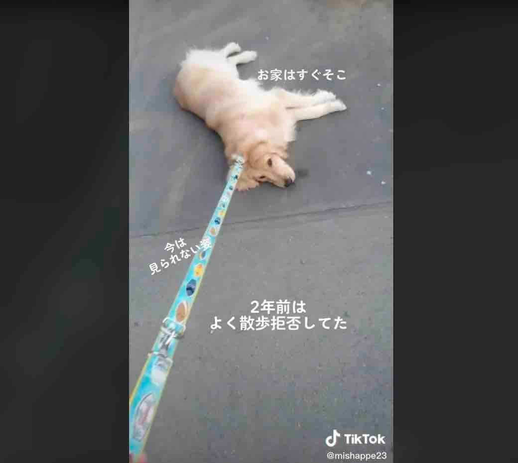 ゴールデンレトリーバー,動画