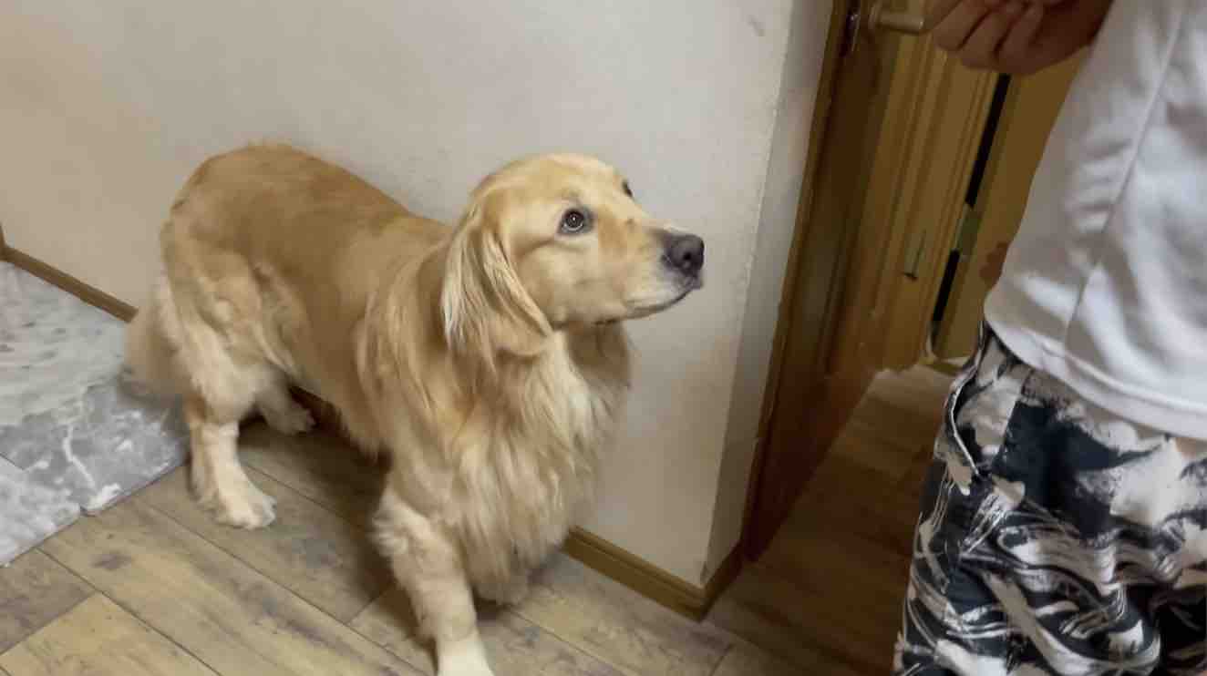 ゴールデンレトリーバー,動画