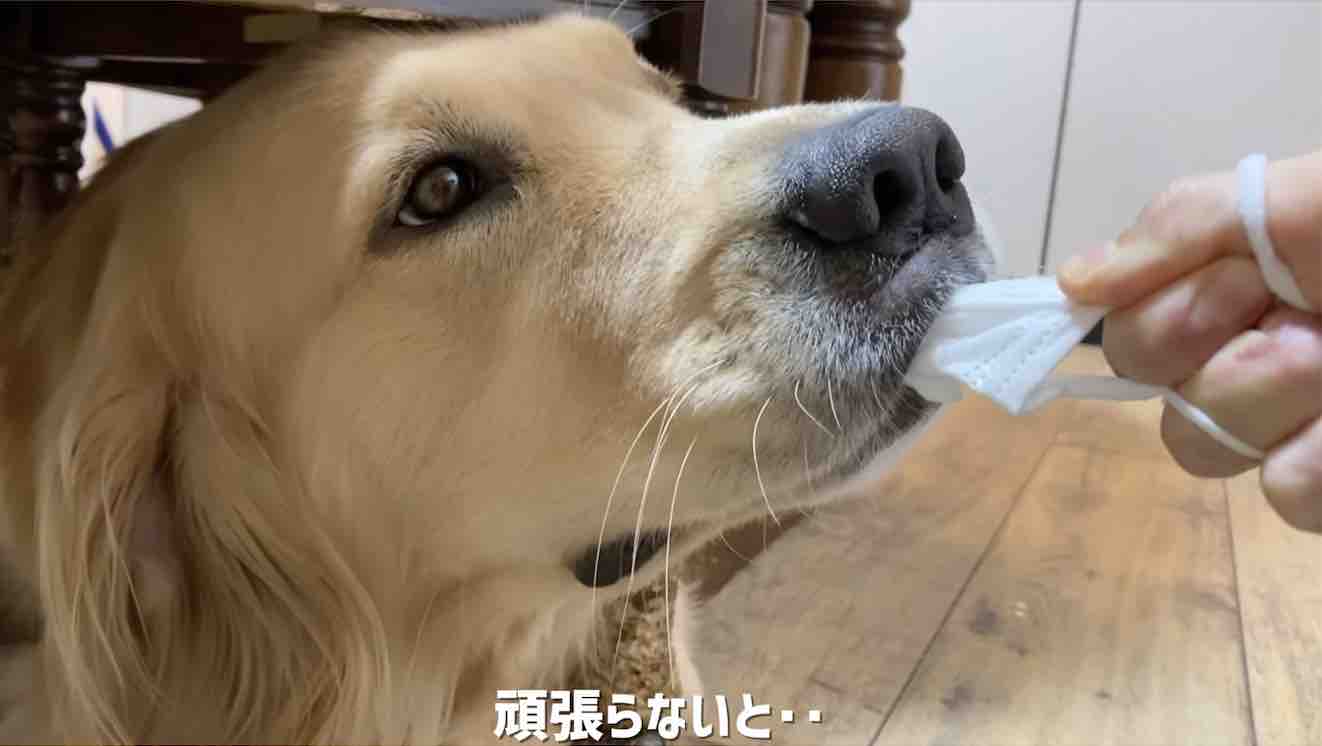 ゴールデンレトリーバー,動画