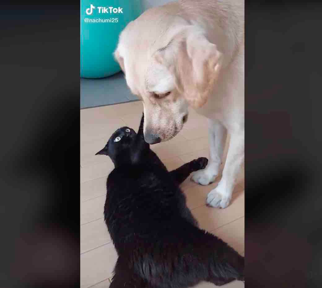 ラブラドールレトリーバー,動画