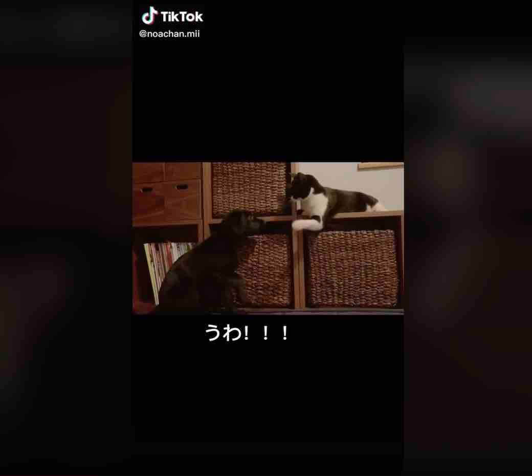 ラブラドールレトリーバー,動画