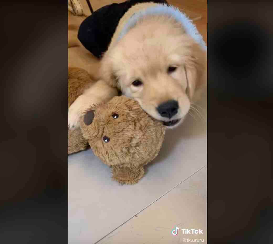 ゴールデンレトリーバー,動画