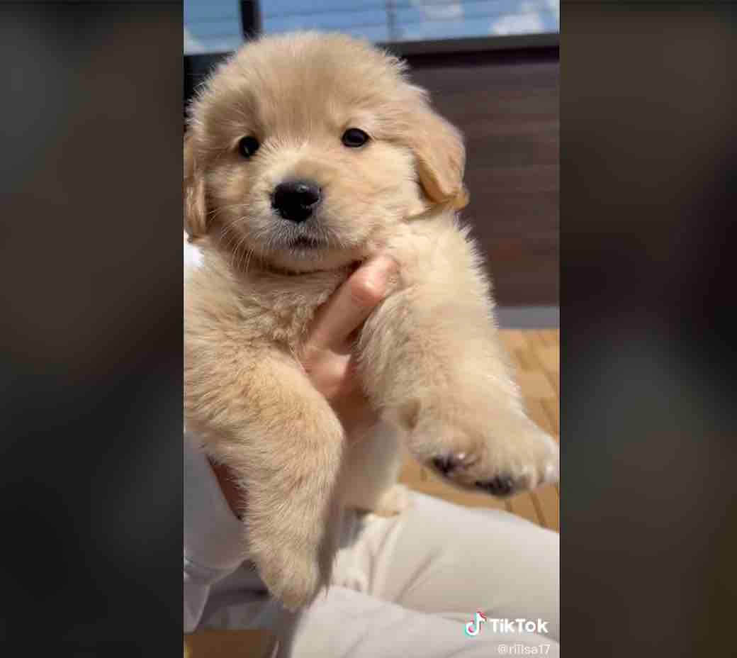 ゴールデンレトリーバー,動画