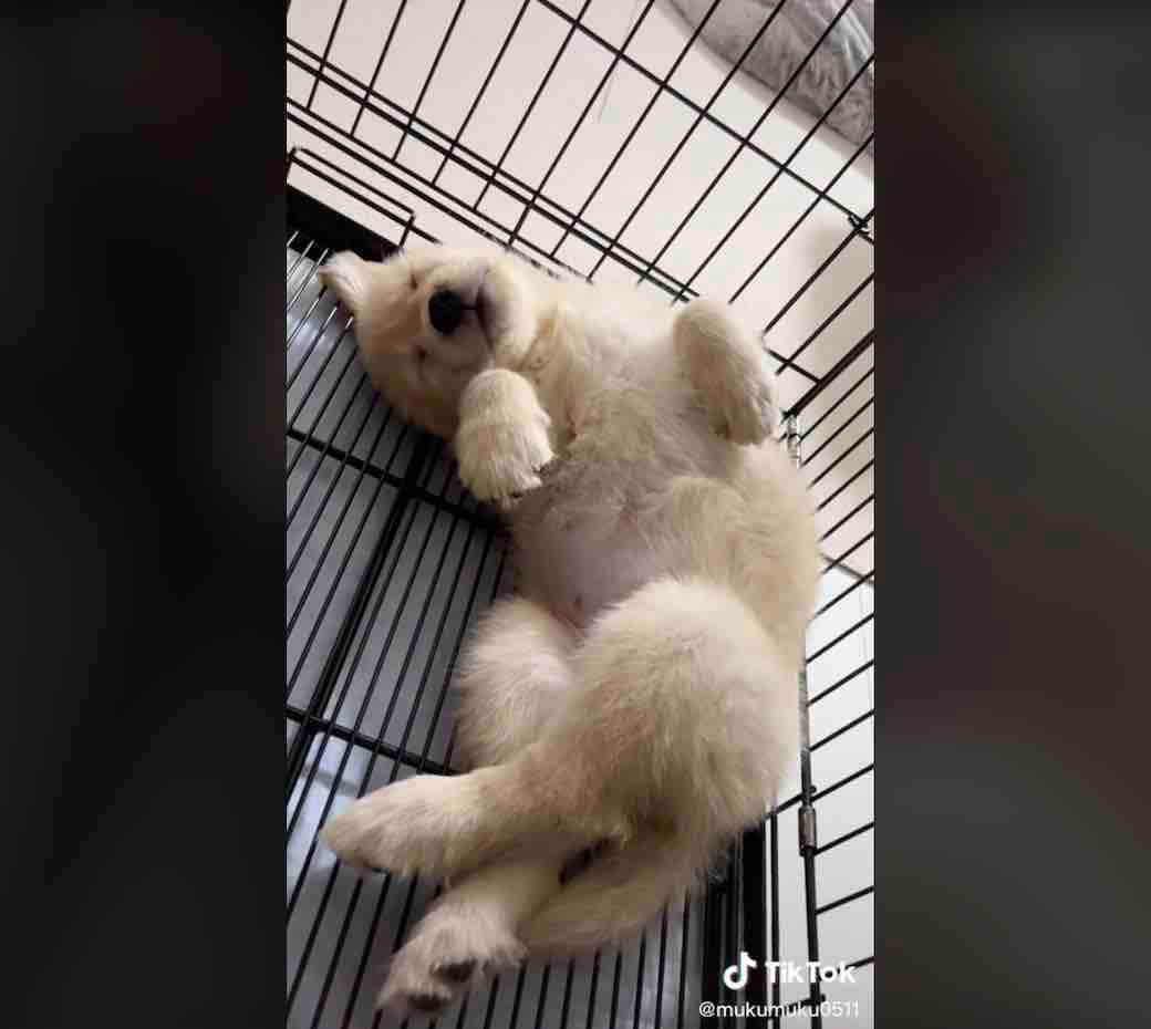 ゴールデンレトリーバー,動画