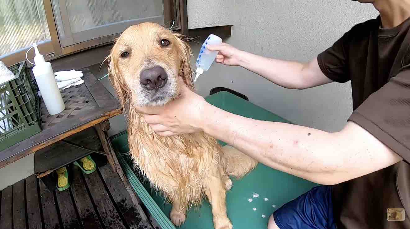 ゴールデンレトリーバー,動画