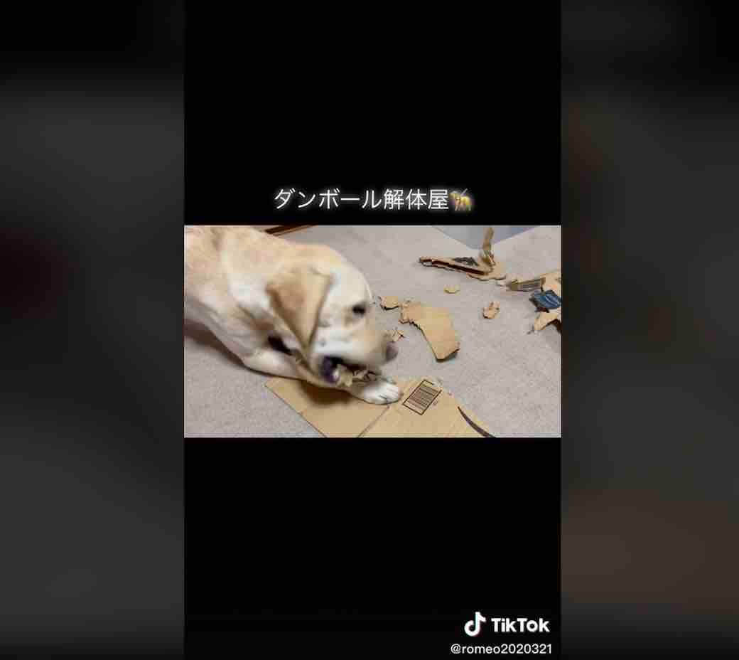 ラブラドールレトリーバー,動画