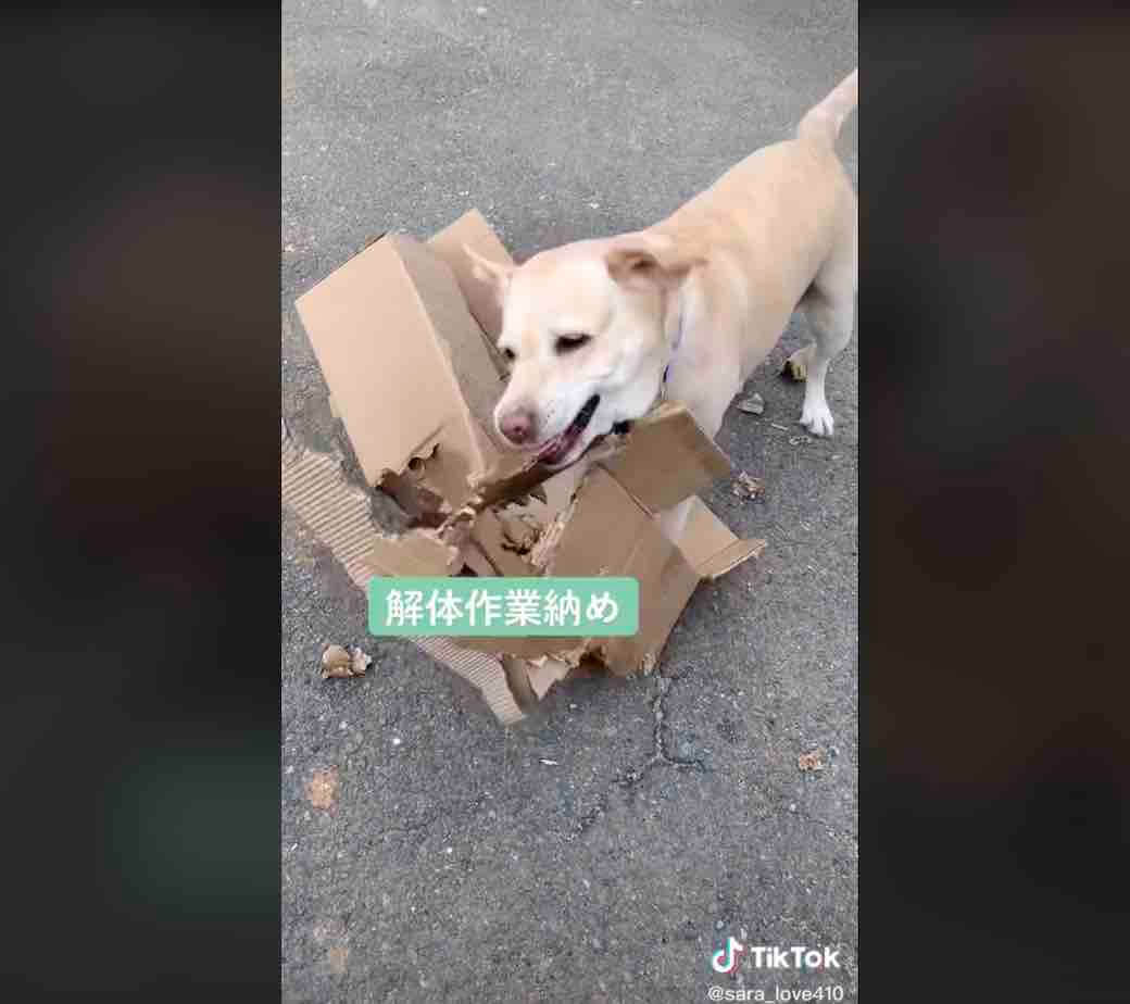 ラブラドールレトリーバー,動画