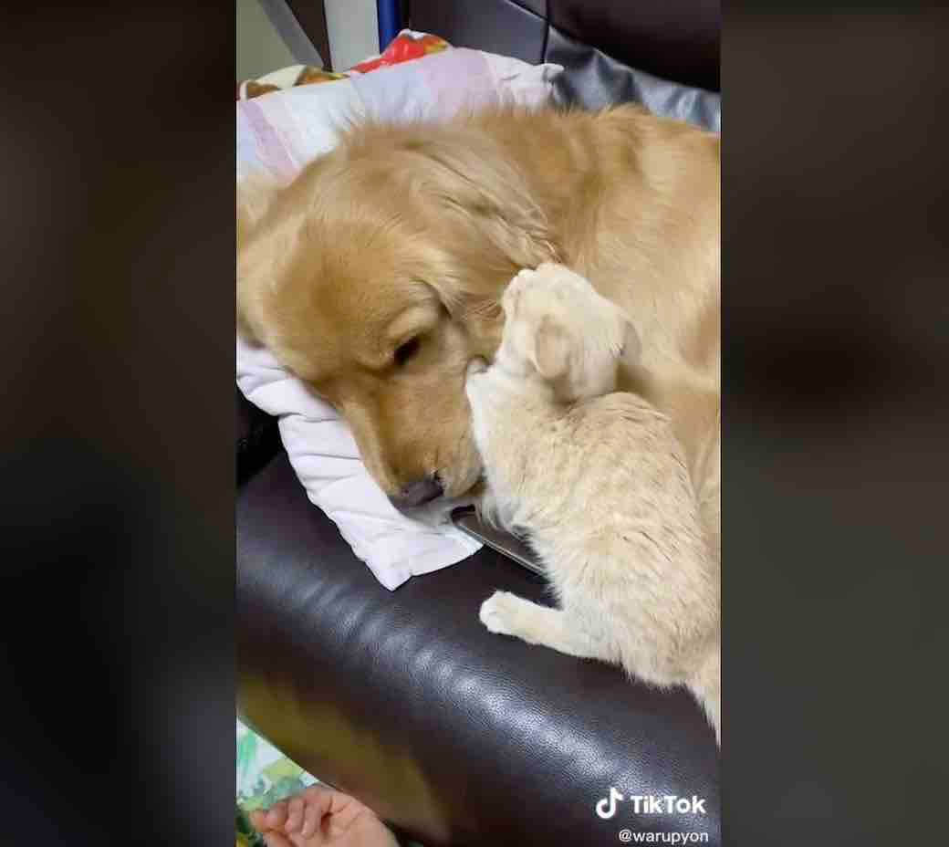 ゴールデンレトリーバー,動画