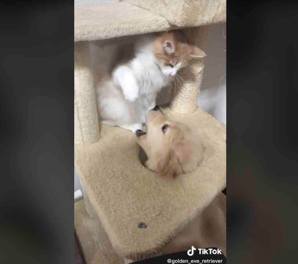 ゴールデンレトリーバー,動画