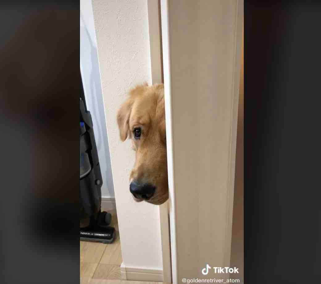 ゴールデンレトリーバー,動画