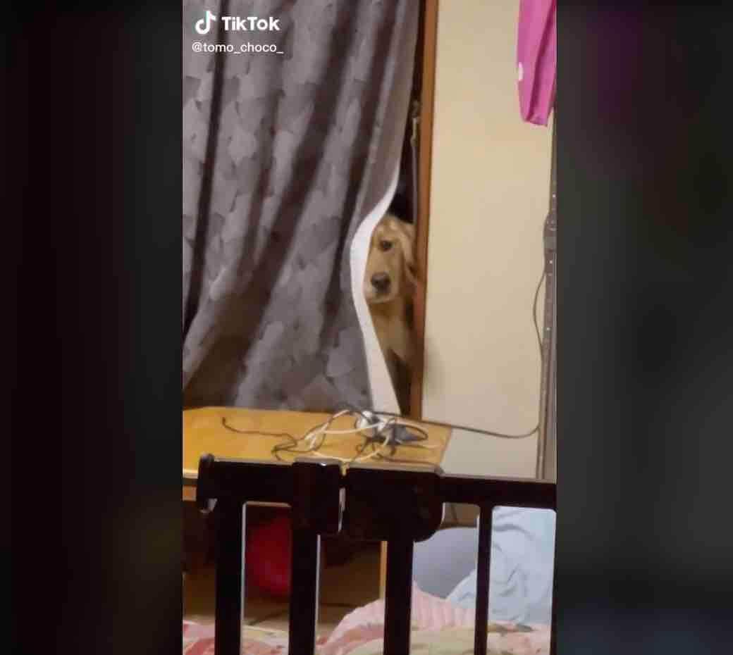 ゴールデンレトリーバー,動画