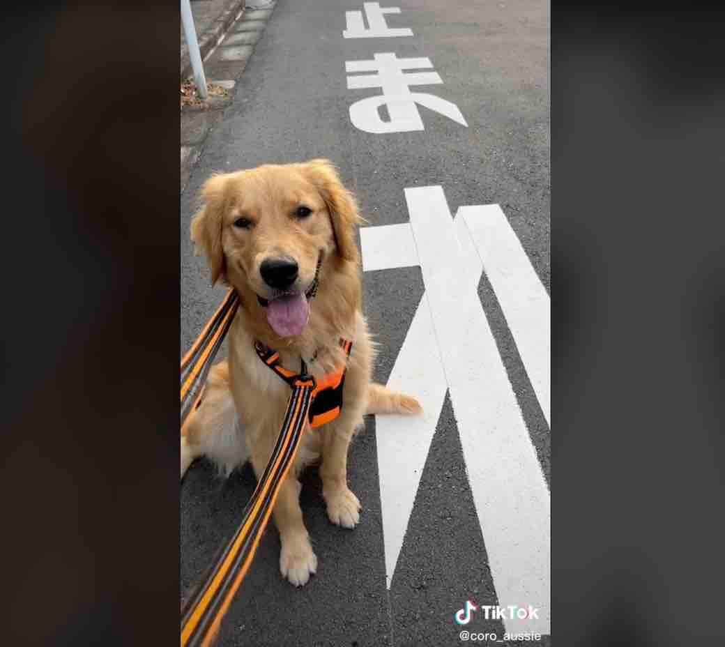 ゴールデンレトリーバー,動画