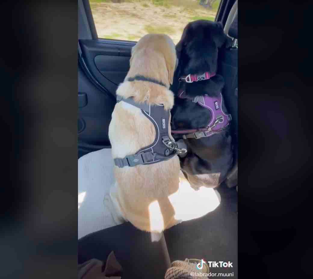 ラブラドールレトリーバー,動画