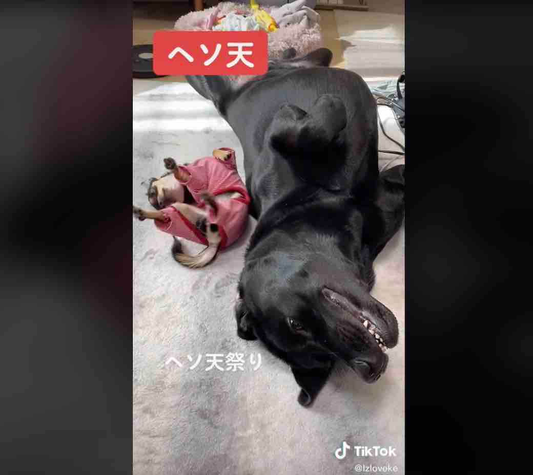 ラブラドールレトリーバー,動画