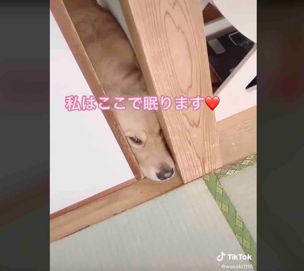 ゴールデンレトリーバー,動画