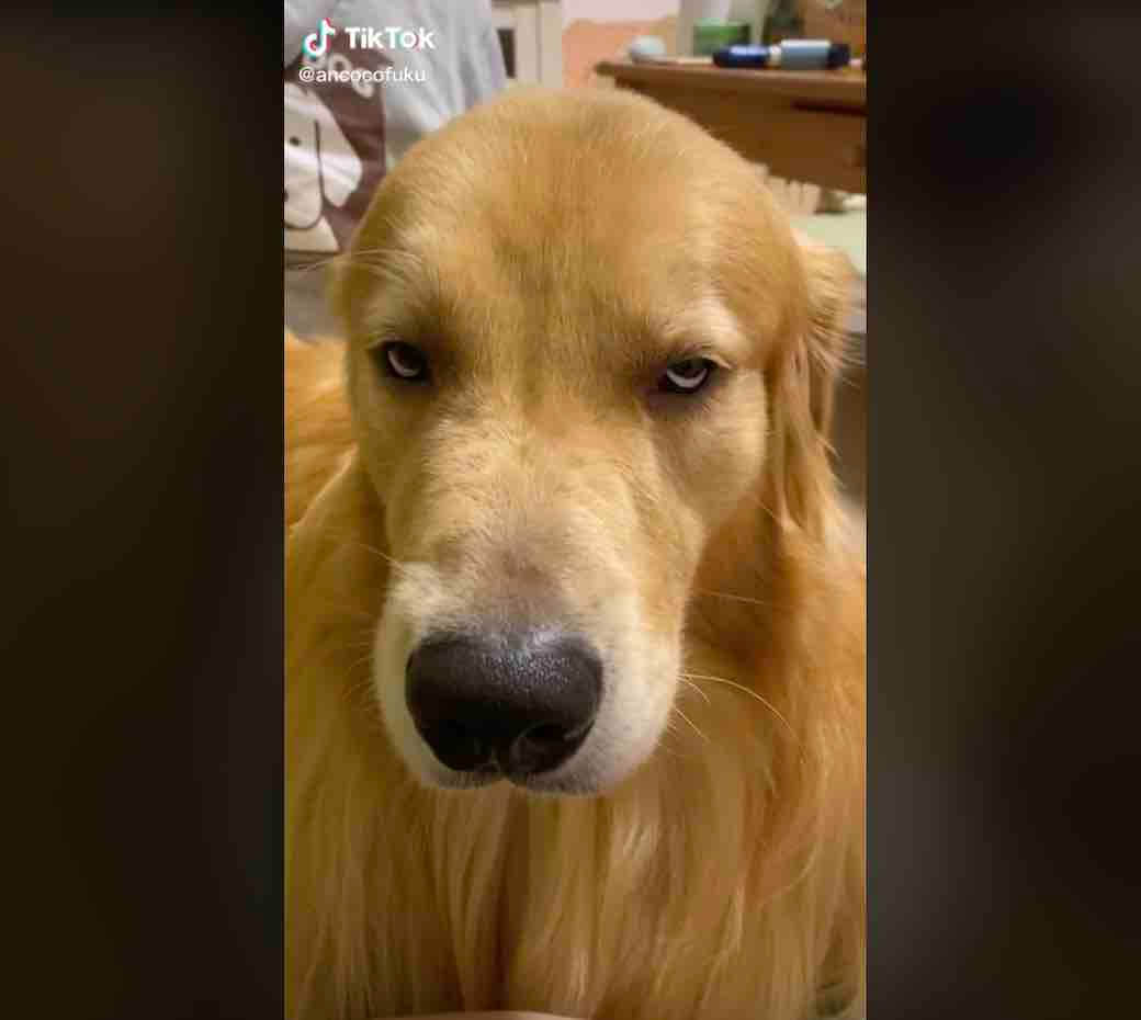 ゴールデンレトリーバー,動画