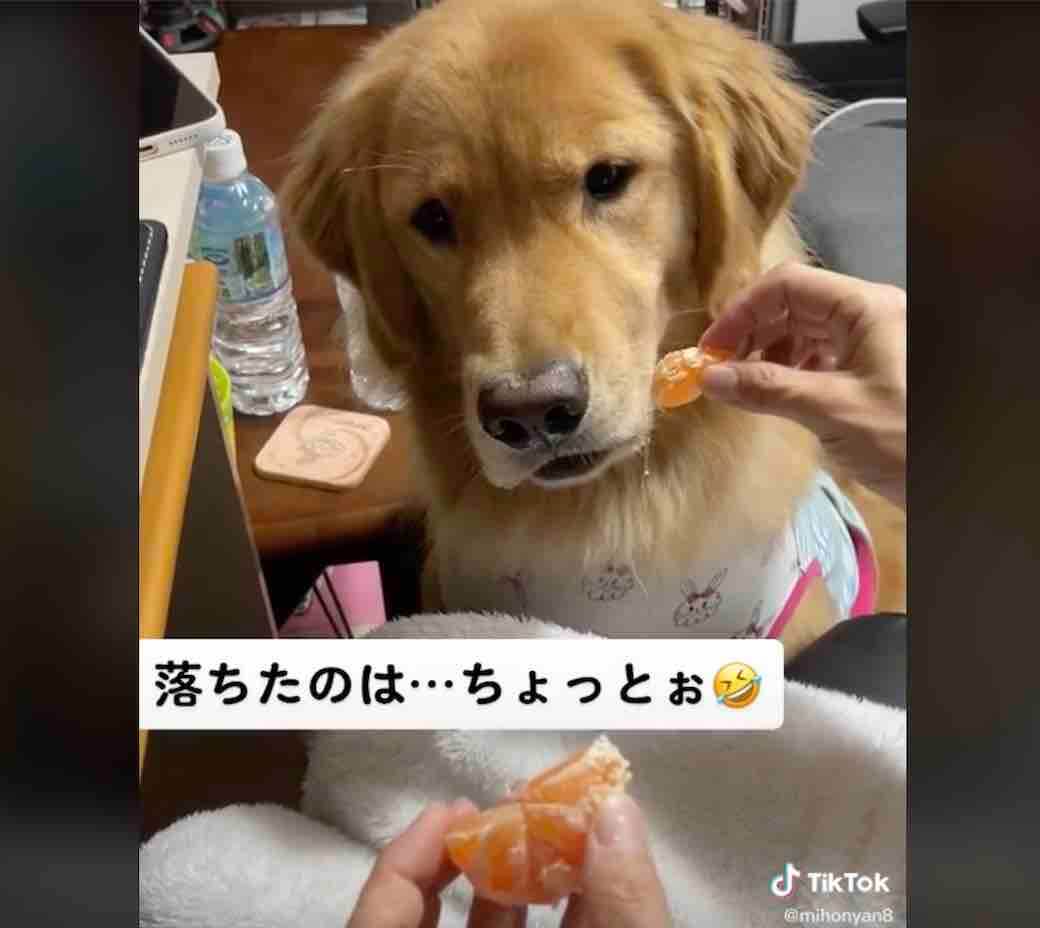 ゴールデンレトリーバー,動画